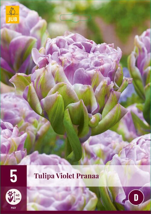 Tulpen Violet Pranaa