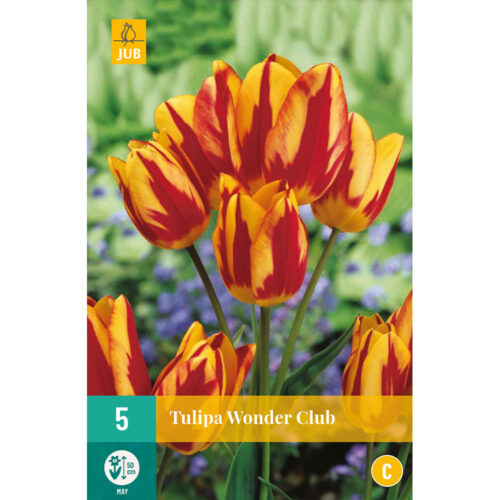 Bloembollen Tulpen Wonder Club