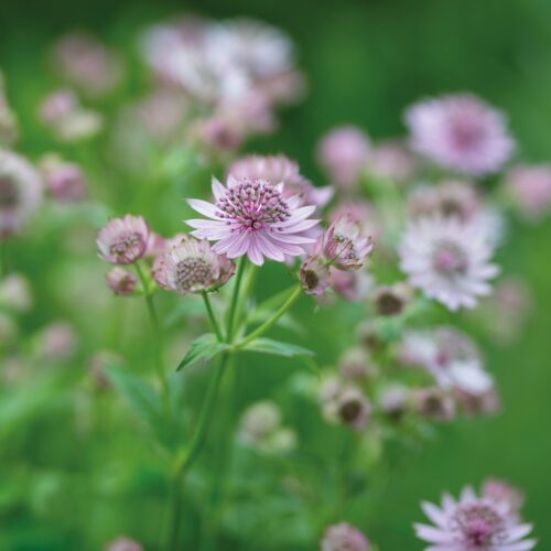 Astrantia Major Rubra 1st.