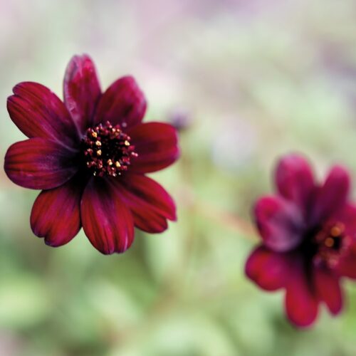 Cosmos Astrosanguineus