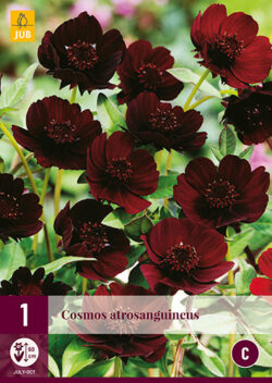 Cosmos Astrosanguineus