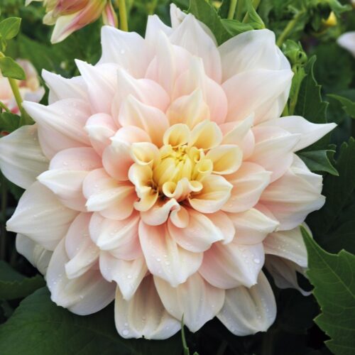 Dahlia Break Out 1st.