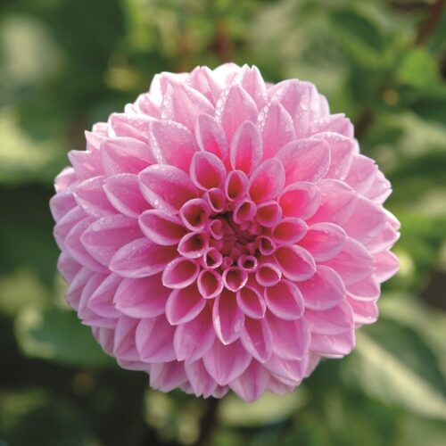 Biologische dahlia sandra