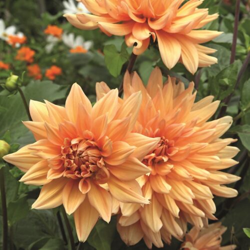 biologische dahlia summer flame