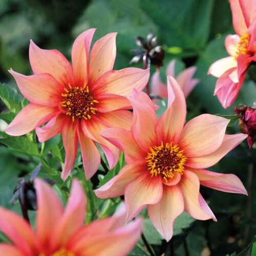 Dahlia Waltzing Mathilda