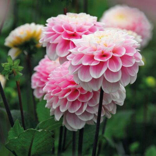 Dahlia Wizard of Oz