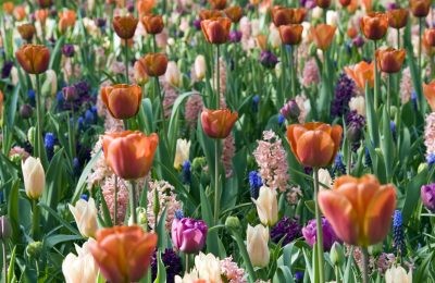 Keukenhof 2014