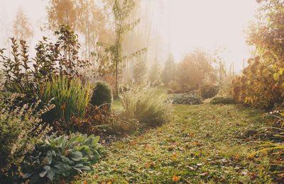 november in de tuin