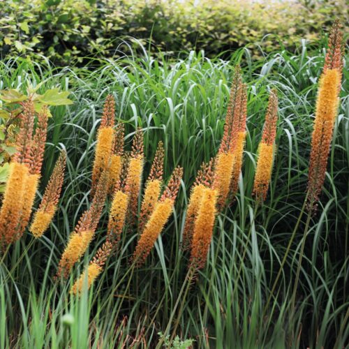 Eremurus Cleopatra