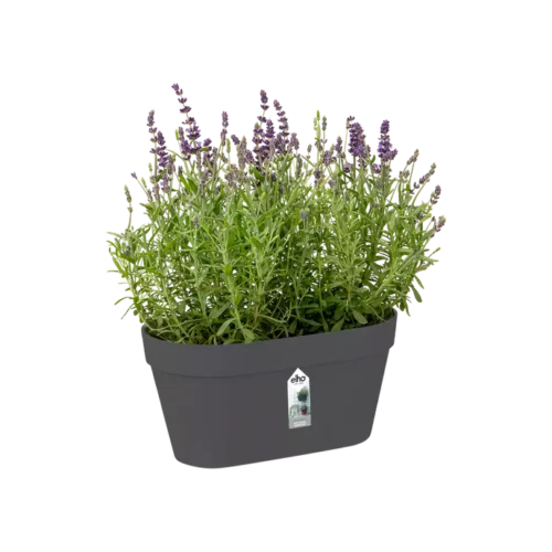 Loft Urban Green Wall Duo 28cm Antraciet