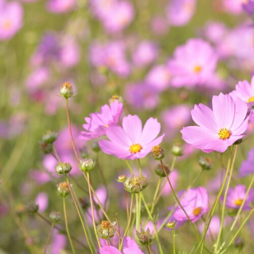 1 zakje zaden uit de Pluktuin Collectie, bijv. Cosmea