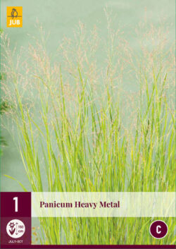 Panicum Heavy Metal 1st.