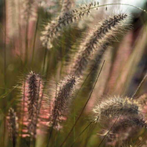 Pennisetum Gelbstiel