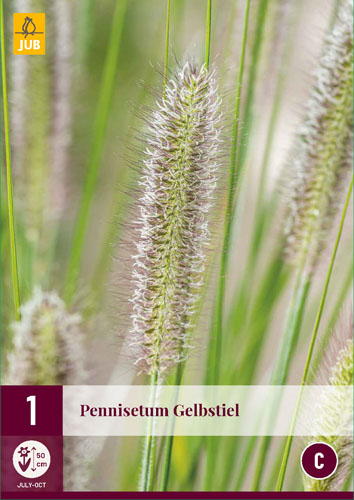Pennisetum Gelbstiel