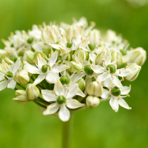 Bloembollen Allium Nigrum