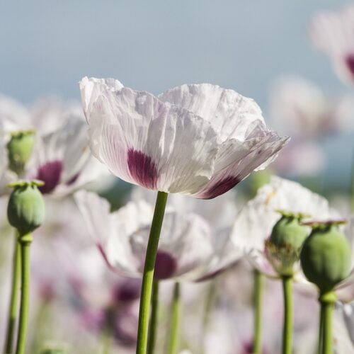 Papaver Blauwmaanzaad