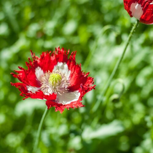 Papaver Deense Vlag