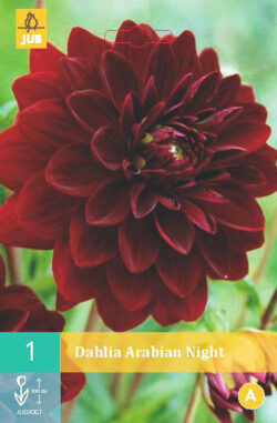 Dahlia Arabian Night 1st.