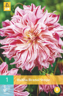 Dahlia Bristol Stripe 1st.