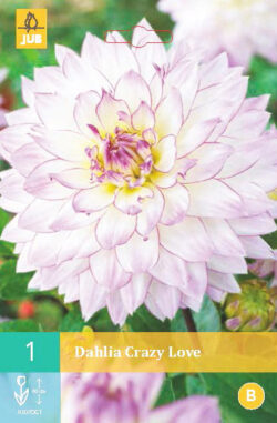 Dahlia Crazy Love 1st.