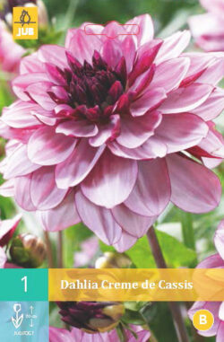 Dahlia Creme de Cassis 1st.