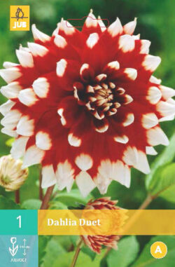 Dahlia Duet 1st.