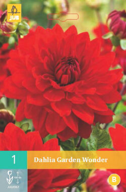 Dahlia Garden Wonder 1st.
