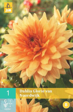 Dahlia Glorie Van Noordwijk 1st.