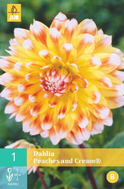 Dahlia Peaches And Cream 1st.