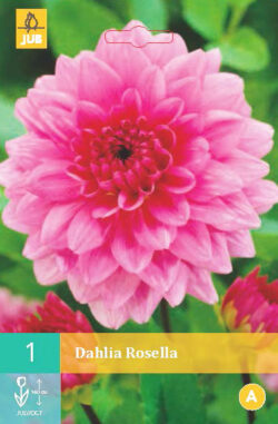 Dahlia Rosella 1st.