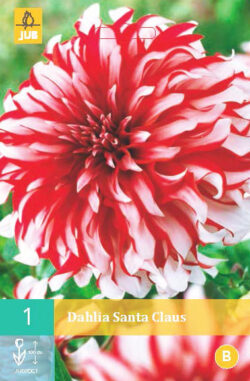 Dahlia Santa Claus 1st.