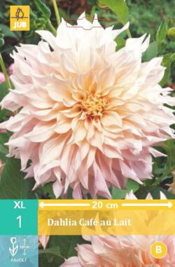 Dahlia Café Au Lait 1st.