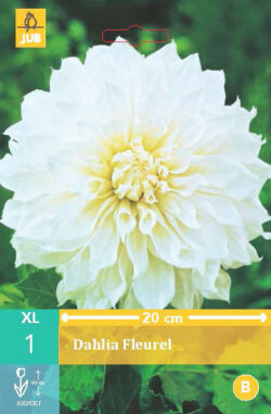 Dahlia Fleurel 1st.