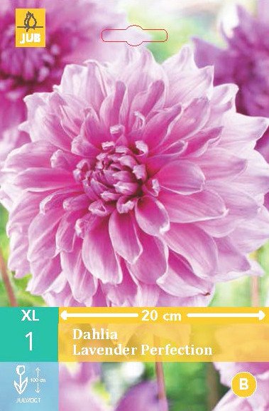 Dahlia Lavender Perfection 1st.