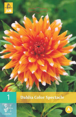 Dahlia Color Spectacle 1st.