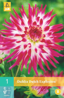 Dahlia Dutch Explosion 1st.