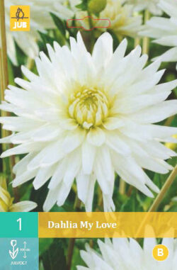 Dahlia My Love 1st.