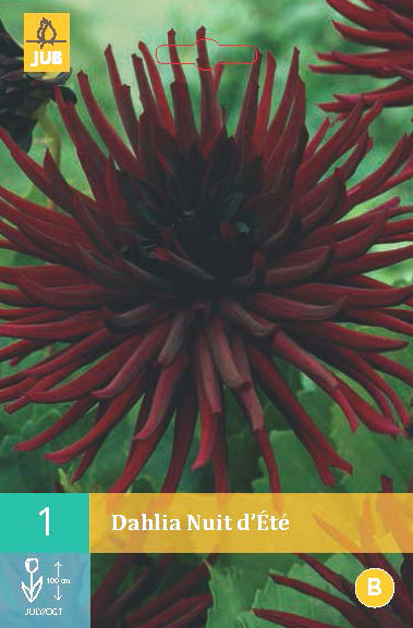Dahlia Nuit D Ete Bloembollen Tuinen Shop Nl