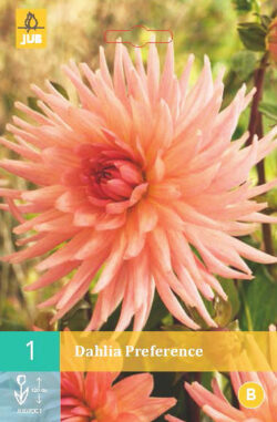 Dahlia Préférence 1st.