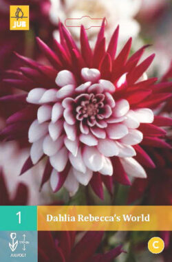 Dahlia Rebecca's World 1st.