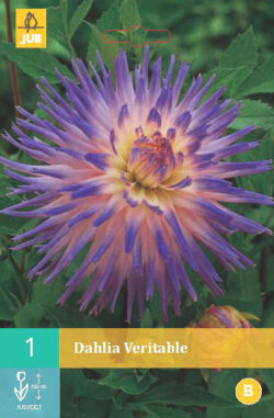 Dahlia Veritable 1st.