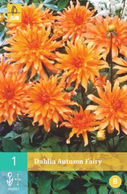 Dahlia Autumn Fairy 1st.
