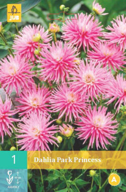 Dahlia Park Princess 1st.