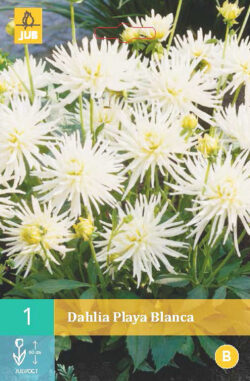 Dahlia Playa Blanca 1st.