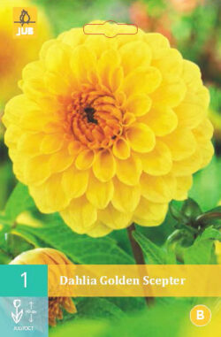 Dahlia Golden Scepter 1st.
