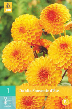 Dahlia Souvenir D'été 1st.