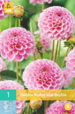 Dahlia Stolze Von Berlin 1st.