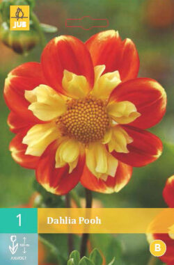 Dahlia Pooh 1st.