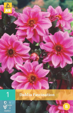 Dahlia Fascination 1st.