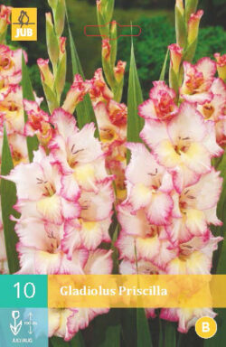 Gladiool Priscilla 10st.